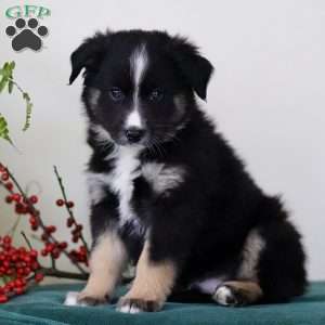 Hummer, Miniature Australian Shepherd Puppy